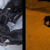 Illustration : En pleine nuit, le YouTubeur Inoxtag sauve 3 chiots au bord d&rsquo;une route et songe &agrave; adopter l&rsquo;un d&rsquo;eux