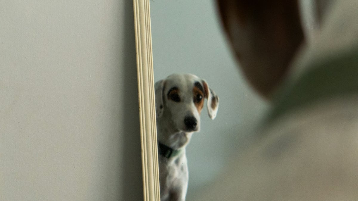Illustration : "Test du miroir, votre chien est-il capable de se reconnaître vraiment ?"