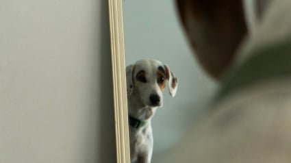 Illustration : Test du miroir, votre chien est-il capable de se reconna&icirc;tre vraiment ?