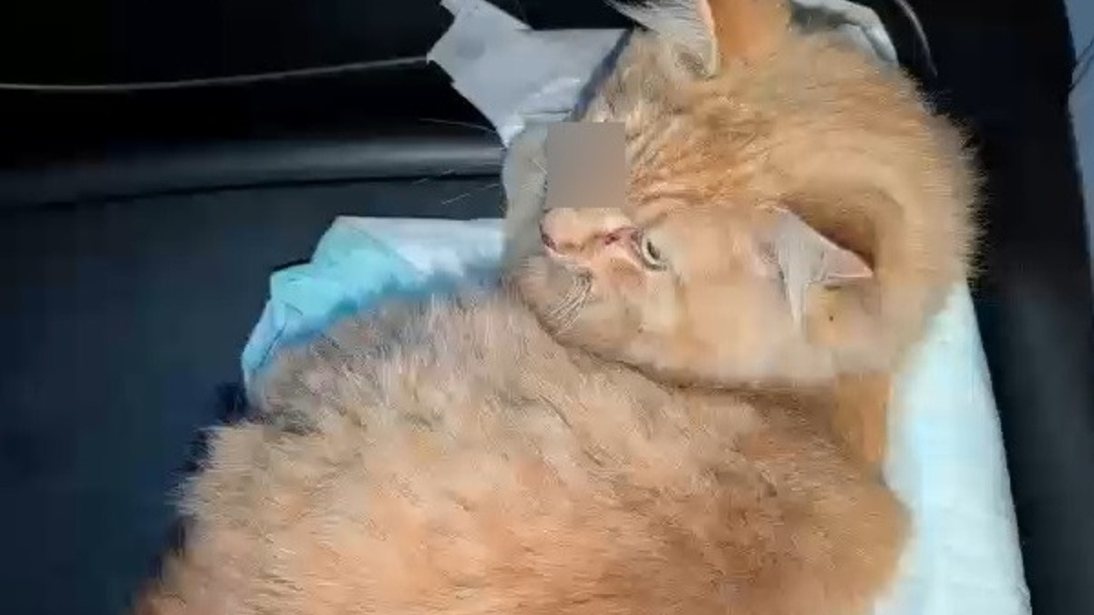 Illustration : "Percuté par un train, ce chat roux grièvement blessé est sauvé par des agents qui coupent le courant pour l’évacuer en toute sécurité"