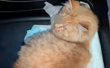 Percuté par un train, ce chat roux grièvement blessé est sauvé par des agents qui coupent le courant pour l’évacuer en toute sécurité