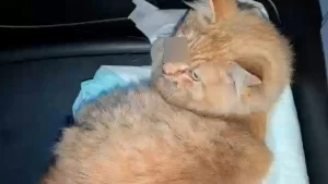 Illustration : "Percuté par un train, ce chat roux grièvement blessé est sauvé par des agents qui coupent le courant pour l’évacuer en toute sécurité"