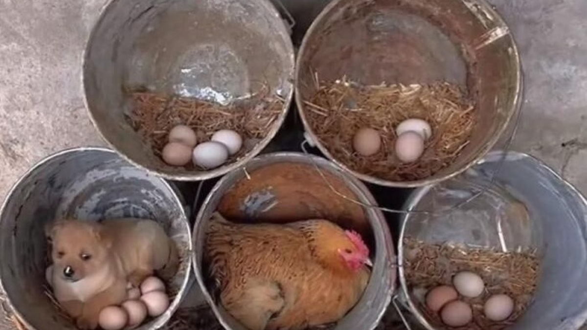 Illustration : "5 photos de chats et chiens qui égayeront votre journée"