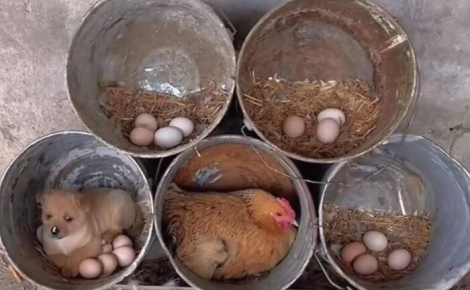 5 photos de chats et chiens qui égayeront votre journée