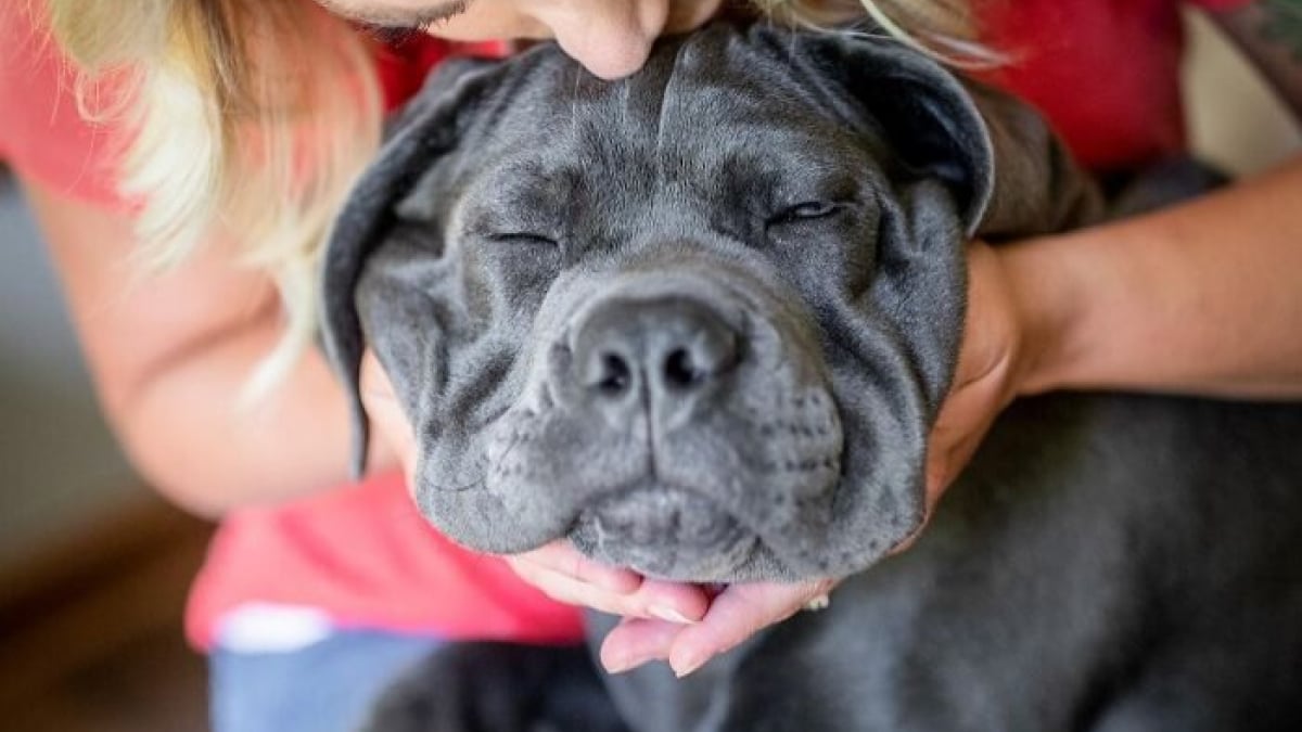 Illustration : "12 photos montrant le lien indéfectible entre un chien et son maître"