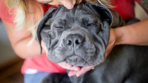 Illustration : 12 photos montrant le lien ind&eacute;fectible entre un chien et son ma&icirc;tre