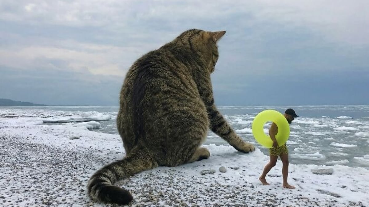 Illustration : "14 photos pour imaginer un monde où les chats seraient géants"
