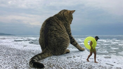Illustration : 14 photos pour imaginer un monde o&ugrave; les chats seraient g&eacute;ants