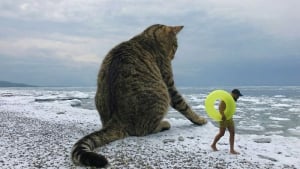 Illustration : "14 photos pour imaginer un monde où les chats seraient géants"