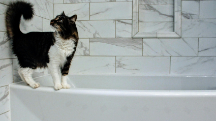 Illustration : 10 raisons qui poussent votre chat &agrave; vous suivre dans la salle de bains