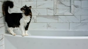 Illustration : "10 raisons qui poussent votre chat à vous suivre dans la salle de bains"
