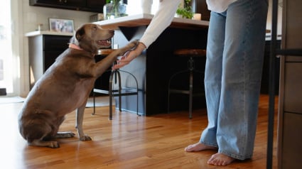 Illustration : Pourquoi votre chien pose-t-il sa patte sur vous ? La signification de ce geste