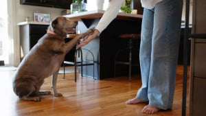 Illustration : "Pourquoi votre chien pose-t-il sa patte sur vous ? La signification de ce geste"