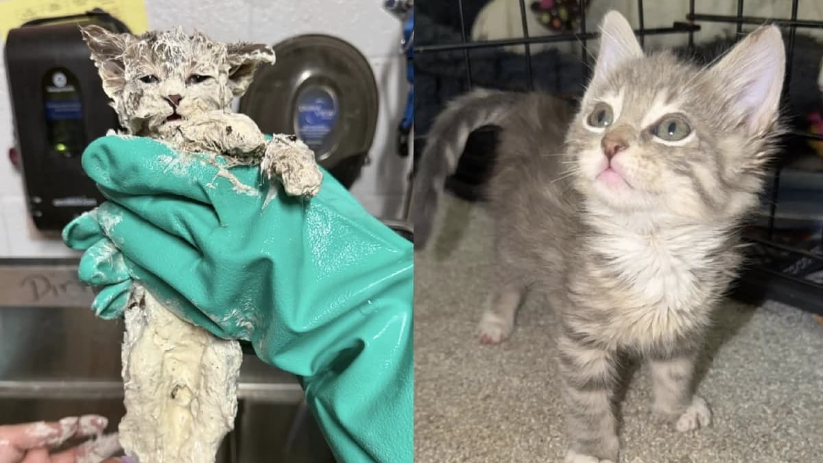 Illustration : "Entièrement couvert de colle industrielle, un chaton est sauvé grâce à l’utilisation d’huile de colza et prend un nouveau départ en famille d'accueil"