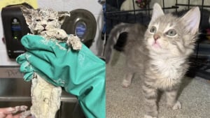 Illustration : "Entièrement couvert de colle industrielle, un chaton est sauvé grâce à l’utilisation d’huile de colza et prend un nouveau départ en famille d'accueil"