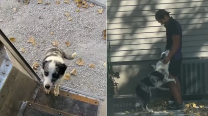 Illustration : Un livreur d&eacute;veloppe une adorable routine de c&acirc;lins avec un crois&eacute; Border Collie qui l&rsquo;attend chaque jour (vid&eacute;o)