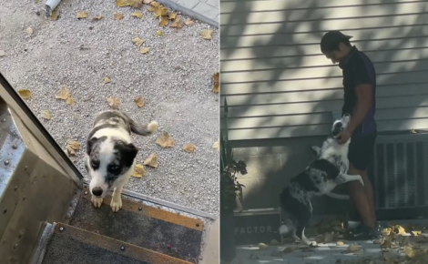 Un livreur développe une adorable routine de câlins avec un croisé Border Collie qui l’attend chaque jour (vidéo)
