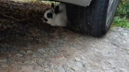 Illustration : En Bretagne, un lapin qui se prom&egrave;ne de jardin en jardin donne le sourire &agrave; tous les habitants