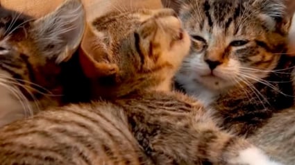 Illustration : Un homme permet le sauvetage de chatons venant d&rsquo;&ecirc;tre jet&eacute;s d&rsquo;une bo&icirc;te en carton par une automobiliste (vid&eacute;o)
