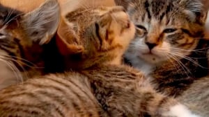Illustration : "Un homme permet le sauvetage de chatons venant d’être jetés d’une boîte en carton par une automobiliste (vidéo)"