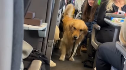Illustration : Un Golden Retriever form&eacute; pour la th&eacute;rapie en milieu hospitaliier apaise les voyageurs lors d'un long trajet en train (vid&eacute;o)