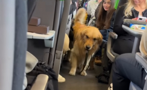 Un Golden Retriever formé pour la thérapie en milieu hospitaliier apaise les voyageurs lors d'un long trajet en train (vidéo)