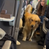 Illustration : Un Golden Retriever form&eacute; pour la th&eacute;rapie en milieu hospitaliier apaise les voyageurs lors d'un long trajet en train (vid&eacute;o)