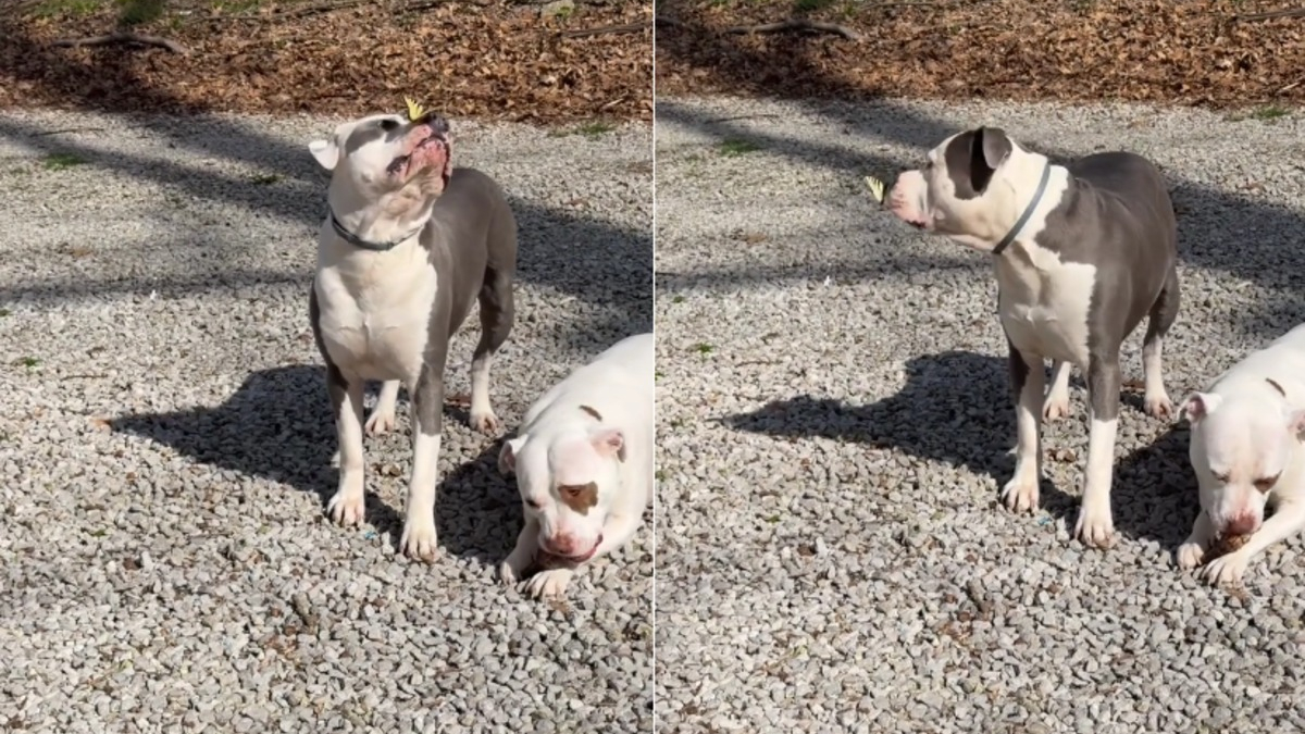 Illustration : "Une femme voit un papillon se poser sur la truffe de son Pitbull et filme la scène pour contredire les clichés sur la race (vidéo)"