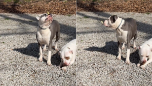 Illustration : Une femme voit un papillon se poser sur la truffe de son Pitbull et filme la scène pour contredire les clichés sur la race (vidéo)