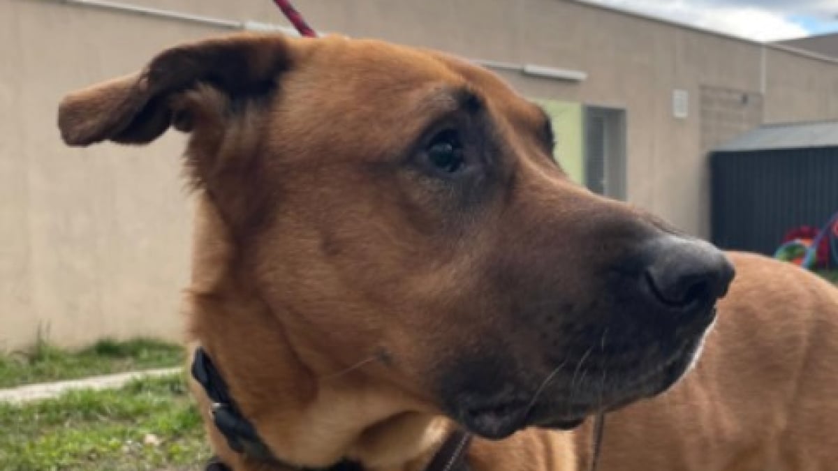 Illustration : "Simba, un chien malvoyant amené au refuge par sa maîtresse attend impatiemment ses nouveaux adoptants à la SPA de Strasbourg"