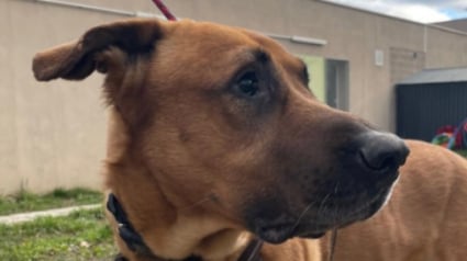 Illustration : Simba, un chien malvoyant amen&eacute; au refuge par sa ma&icirc;tresse attend impatiemment ses nouveaux adoptants &agrave; la SPA de Strasbourg