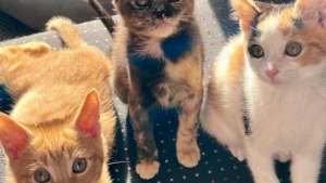 Illustration : Retrouvés abandonnés dans un parking, ces chatons et leur maman ont connu une très belle évolution et seront bientôt adoptables