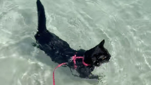 Illustration : Ce chat au nom inspiré de Tom Selleck surprend son adoptante en nageant lors de sa première journée à la plage (vidéo)