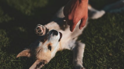 Illustration : Pourquoi la patte de votre chien s'agite-t-elle quand vous lui caressez le ventre ?