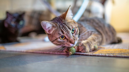 Illustration : Pourquoi les chats sont-ils si sensibles &agrave; la cataire ?