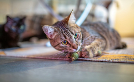 Pourquoi les chats sont-ils si sensibles à la cataire ?