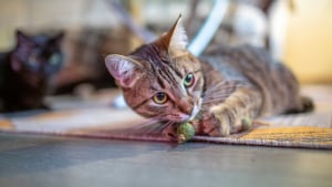 Illustration : "Pourquoi les chats sont-ils si sensibles à la cataire ?"