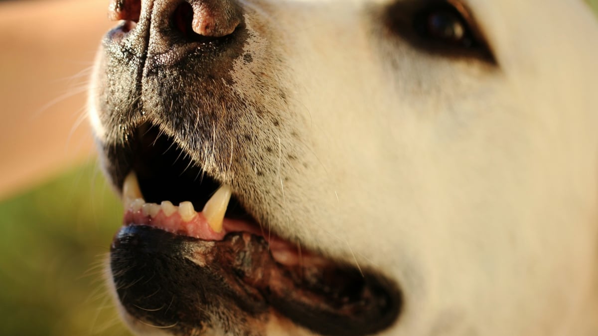 Illustration : "La gueule d'un chien est-elle plus propre que la bouche d'un humain ?"