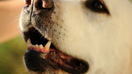 Illustration : La gueule d'un chien est-elle plus propre que la bouche d'un humain ?