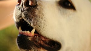 Illustration : La gueule d'un chien est-elle plus propre que la bouche d'un humain ?