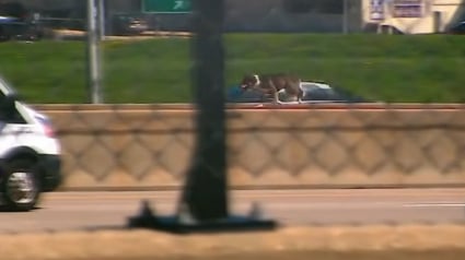 Illustration : Les policiers &agrave; bout de souffle poursuivant un chien &agrave; travers une autoroute, interrompent le trafic et le mettent en s&eacute;curit&eacute; (vid&eacute;o)