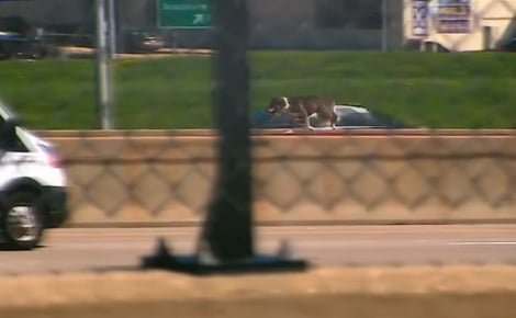 Les policiers à bout de souffle poursuivant un chien à travers une autoroute, interrompent le trafic et le mettent en sécurité (vidéo)