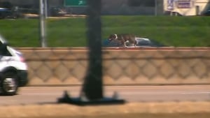 Illustration : "Les policiers à bout de souffle poursuivant un chien à travers une autoroute, interrompent le trafic et le mettent en sécurité (vidéo)"