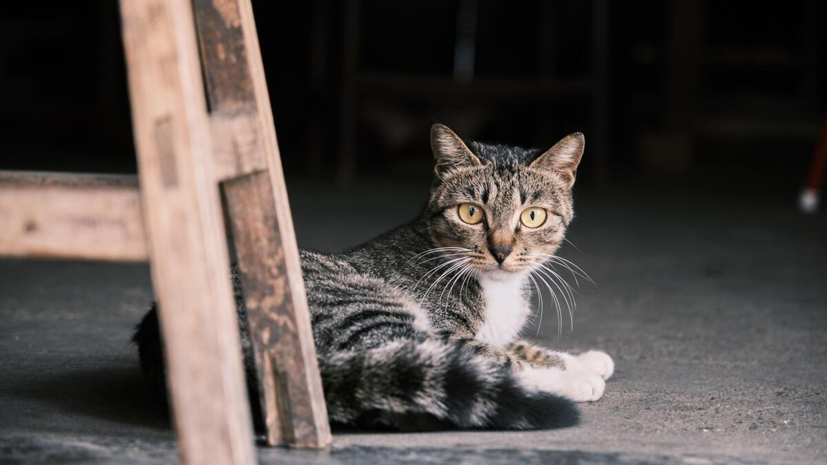 Illustration : "Un conseiller municipal new yorkais défend les chats qui vivent dans les épiceries de quartier et veut améliorer leur accès aux soins"