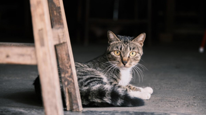 Illustration : Un conseiller municipal new yorkais d&eacute;fend les chats qui vivent dans les &eacute;piceries de quartier et veut am&eacute;liorer leur acc&egrave;s aux soins