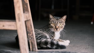 Illustration : Un conseiller municipal new yorkais défend les chats qui vivent dans les épiceries de quartier et veut améliorer leur accès aux soins