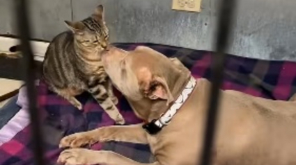 Illustration : &laquo; Leur lien est vraiment sp&eacute;cial &raquo;, s&eacute;par&eacute;s de leur propri&eacute;taire, un Pitbull et un chat se c&acirc;linent au refuge pour se r&eacute;conforter (vid&eacute;o)