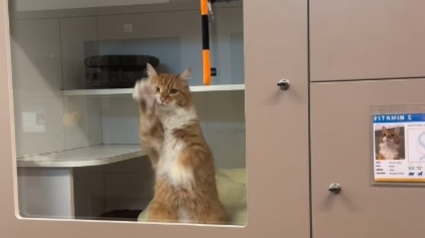 Illustration : Ce chat de refuge gratte la vitre de son box pour qu'on le remarque et finit par &ecirc;tre adopt&eacute; au bout de 2 mois (vid&eacute;o)