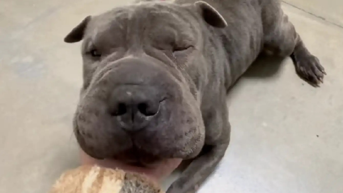 Illustration : "Abandonné dans les toilettes d'une déchetterie, un Shar Pei retrouve confiance en l'humain et une famille aimante"