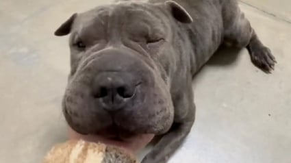 Illustration : Abandonn&eacute; dans les toilettes d'une d&eacute;chetterie, un Shar Pei retrouve confiance en l'humain et une famille aimante